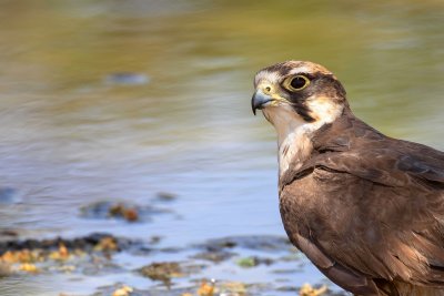 Lanner falcon