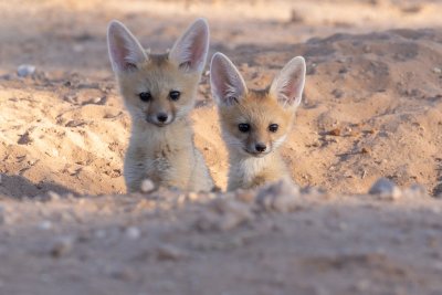 Cape fox pups