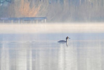 Great crested grebe  _  Fuut