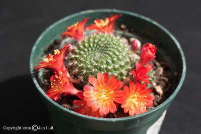 Rebutia sp.