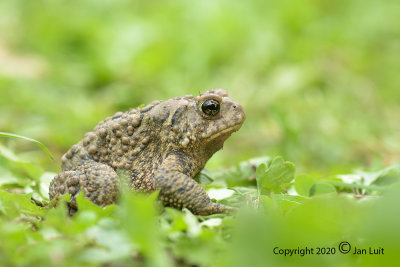 American Toad
