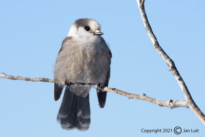 Gray Jay