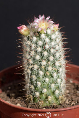 Mammillaria microhelia