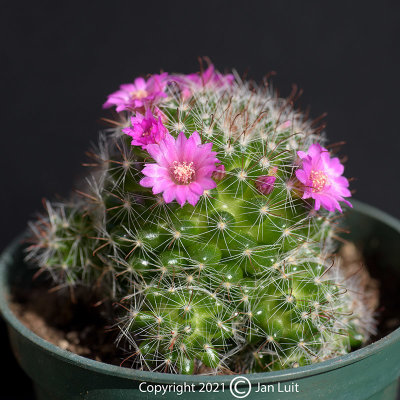 Mammillaria zeilmanniana