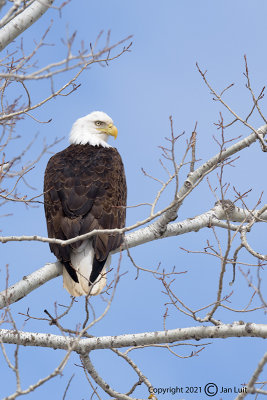 Bald Eagle