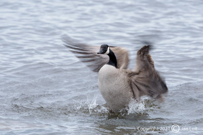 Canada Goose