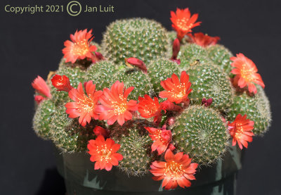 Rebutia sp.