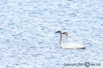 trumpeter_swan