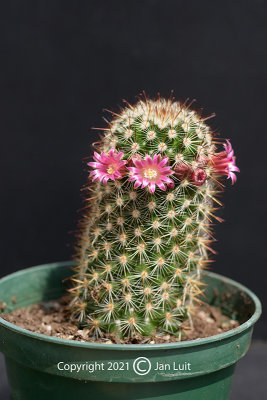 Mammillaria Duoformis
