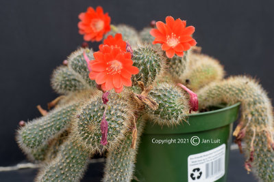 Rebutia Flavistyla