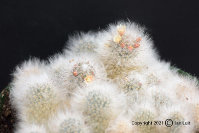 Mammillaria Albicoma