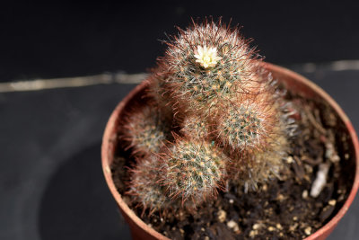 Mammillaria felipensis