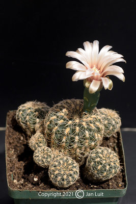 Gymnocalyciun calochlorum