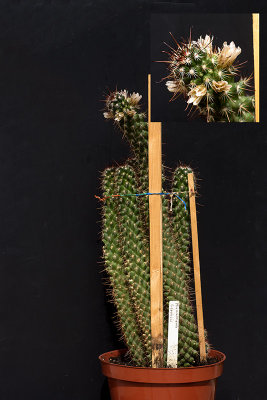 Mammillaria Capensis