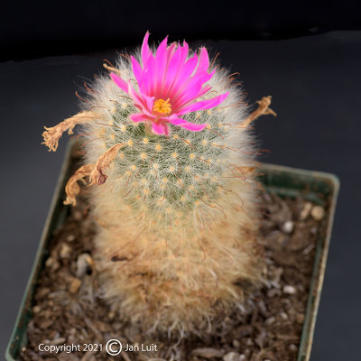 Mammillaria guelzowiana