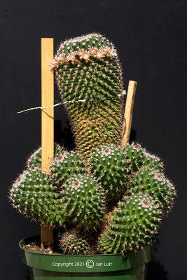 Mammillaria carnea