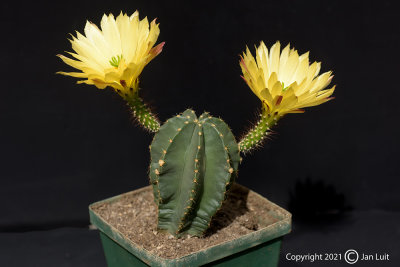 Echinocereus subinermis