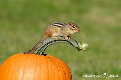 Eastern Chipmunk