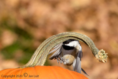 Black-capped Chickadee