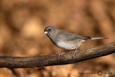 Dark-eyed Junco