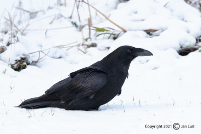 Common Raven