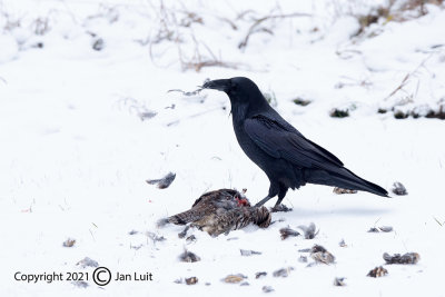 Common Raven