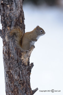 Red Squirrel