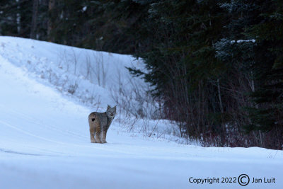 Canadian Lynx