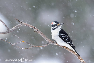 Hairy Woodpecker