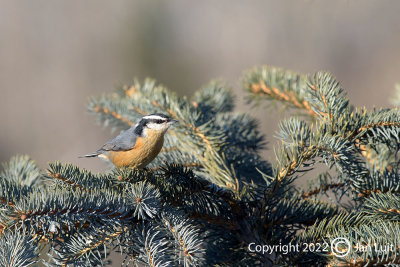 Red-breasted Nuthatch