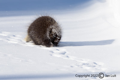 Porcupine