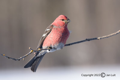 Pine Grosbeak