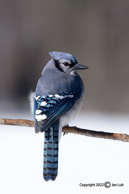 Blue Jay