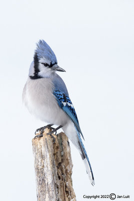 Blue Jay