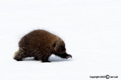 Porcupine