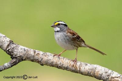 White-throated Sparrow