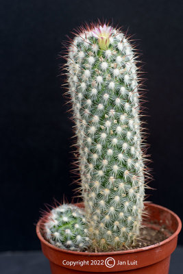 Mammillaria microhelia