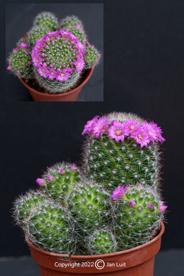 Mammillaria zeilmanniana