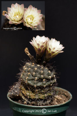 Gymnocalycium taningaense