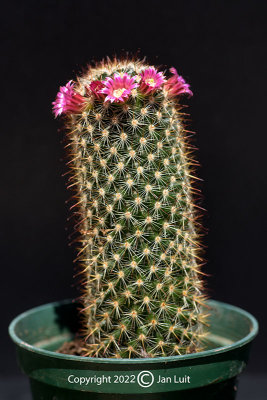 Mammillaria duoformis