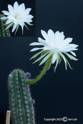 Echinopsis cochabambensis