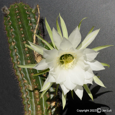 Echinopsis cochabambensis