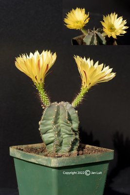 Echinocereus subinermis