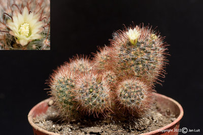 Mammillaria felipensis