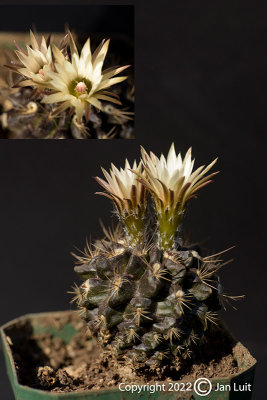 Neoporteria heinrichiana