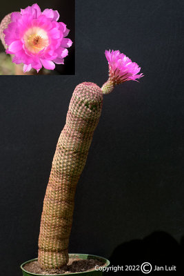 Echinocereus Rigidissimus