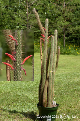 Cleistocactus Baumannii 001.jpg
