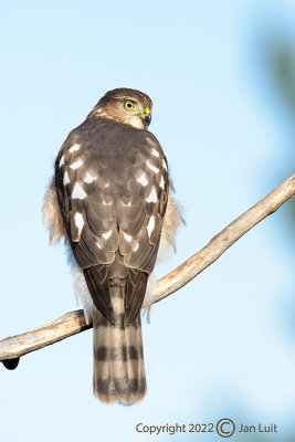 Sharp-shinned Hawk