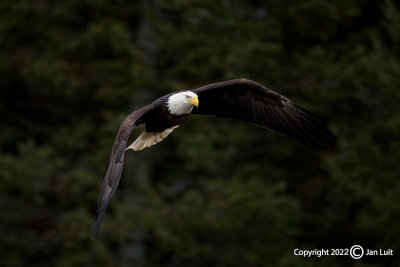 Bald Eagle