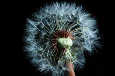D300S Flowers